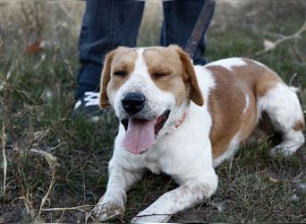 Sir Bilbo, freundlicher Beagle (Mix?), ca. 2 Jahre, ca. 38 cm, 12 kg
