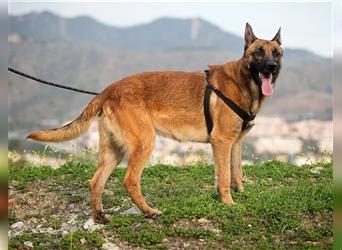 Bruno - ein freundlicher und aktiver Hund, aber dominant bei kleinen Hunden