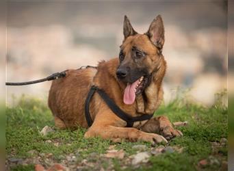 Bruno - ein freundlicher und aktiver Hund, aber dominant bei kleinen Hunden
