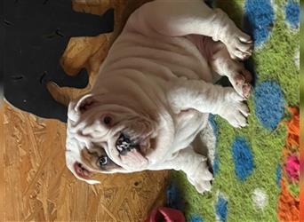 Wunderschöner English Bulldog Rüde sucht seine perfekte Familie