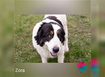 Zora – Herdenschutzhund-Mischling