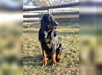 Zwei Black and Tan Coonhound Welpen mit Hundepapiere