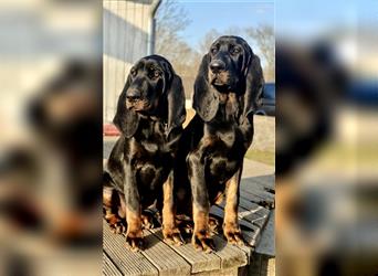 Zwei Black and Tan Coonhound Welpen mit Hundepapiere