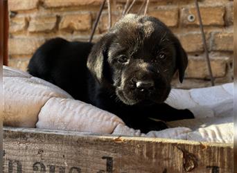 Rotzfreches Labradormädchen m.P. in schwarz