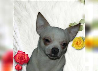 4 zuckersüße Chihuahua Mixe suchen ein tolles zu Hause