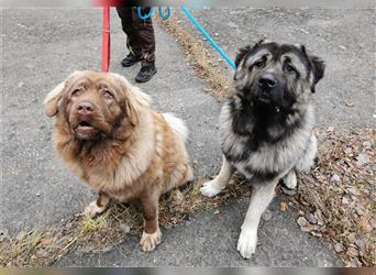 Nala, Kaukasischer Schäferhund, geb. 1/ 2021, traumhafte Kaukasin sucht Herdenschutzhundfans