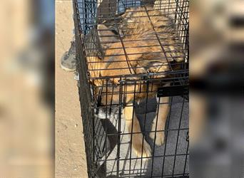 Schäferhundrüde Sharon sucht ein Zuhause
