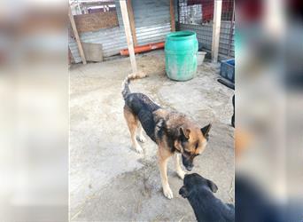Schäferhundrüde Sharon sucht ein Zuhause