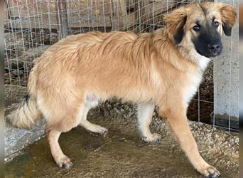 Mio, geb. ca. 05/2021, lebt in GRIECHENLAND, auf einem Gelände, auf dem die Hunde notdürftig versorg