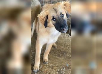 Mio, geb. ca. 05/2021, lebt in GRIECHENLAND, auf einem Gelände, auf dem die Hunde notdürftig versorg