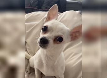Chihuahua Hündin zu verkaufen