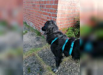 Leila Hund mit Handycap sucht ihr zuhause 24797 Hörsten