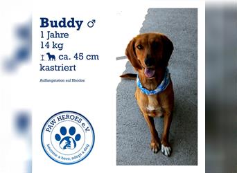 BUDDY (1,5 Jahre) sucht sein Für Immer Zuhause!