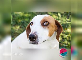 Duke – Neugierig auf ein Leben an deiner Seite
