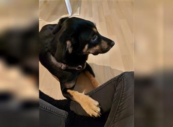 Mischlingshund sucht sein eigenes zuhause befindet sich in Potsdam auf Pflegestelle