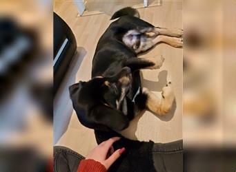 Mischlingshund sucht sein eigenes zuhause befindet sich in Potsdam auf Pflegestelle