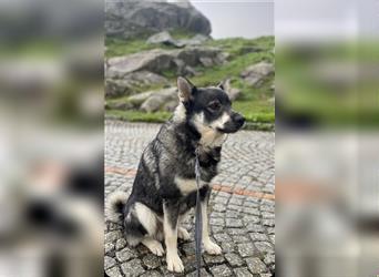 Schwedischer Nationalhund-Jämthund-Reinrassiger Welpe