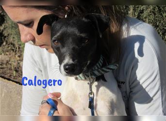 Calogero 06/20 (ES) - aktiv und verschmust