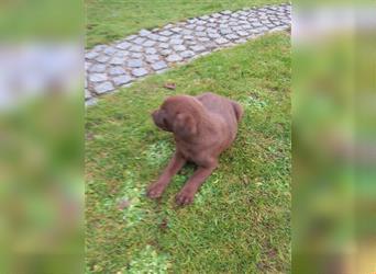 Reinrassige Labrador Hündin braun sucht noch ein liebevolles zuhause