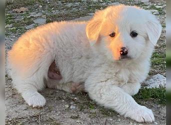 Nuka, geb. ca. 09/2021, lebt in GRIECHENLAND, auf einem Gelände, auf dem die Hunde notdürftig versor