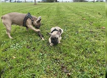 Französische Bulldogge Welpe  Rüde in Fawn