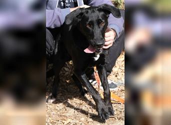Padme - Menschenbezogene Labrador-Hündin sucht Zuhause