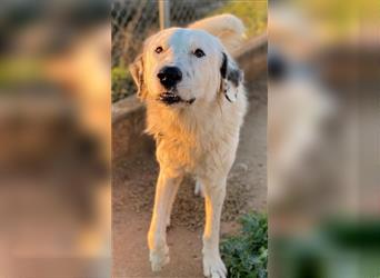 Malibu, geb. ca. 02/2021, lebt in GRIECHENLAND, auf einem Gelände, auf dem die Hunde notdürftig vers