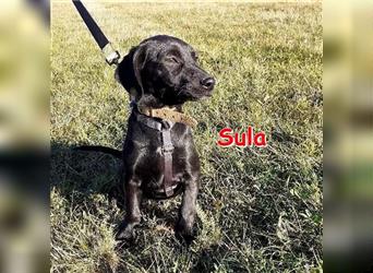 SULA sucht ihr Für-Immer-Zuhause (derzeit ein Eitorf)
