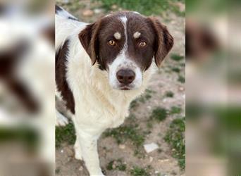 Lubomir, geb. ca. 12/2018, lebt in GRIECHENLAND, auf einem Gelände, auf dem die Hunde notdürftig ver