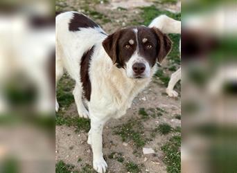 Lubomir, geb. ca. 12/2018, lebt in GRIECHENLAND, auf einem Gelände, auf dem die Hunde notdürftig ver