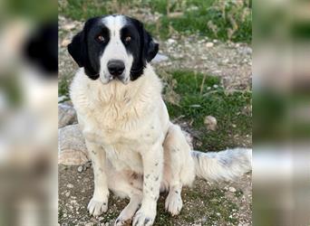 Pirate, geb. ca. 12/2018, lebt in GRIECHENLAND, auf einem Gelände, auf dem die Hunde notdürftig vers