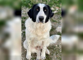 Pirate, geb. ca. 12/2018, lebt in GRIECHENLAND, auf einem Gelände, auf dem die Hunde notdürftig vers