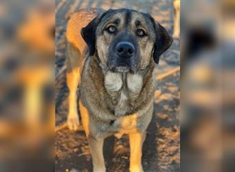 Steven, geb. ca. 06/2018, lebt in GRIECHENLAND, auf einem Gelände, auf dem die Hunde notdürftig vers