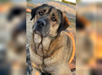 Steven, geb. ca. 06/2018, lebt in GRIECHENLAND, auf einem Gelände, auf dem die Hunde notdürftig vers