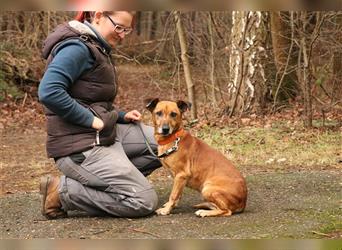 Lucek, Pinscher-Mix, geb. 2014, sensibler, sehr lieber Familienhund