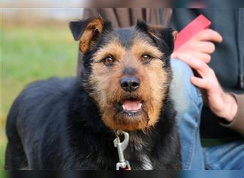 Peter, Terrier-Mix, geb. 2015, freundlicher, lieber Familienhund