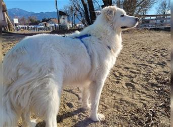 Maremmano Herdenschutzhund Rüde Billo sucht seine passenden Menschen für immer