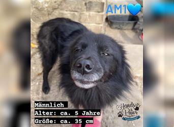 Mischlingshund sucht eine Pflegestelle oder ein zuhause! (Rumänien)