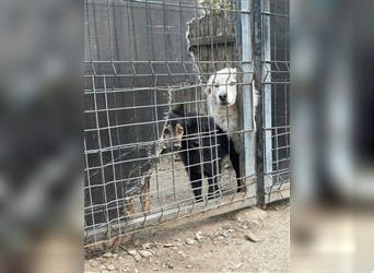 Mischlingshund sucht eine Pflegestelle oder ein zuhause! (Rumänien)