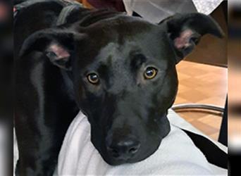Zuhause gesucht! Hundemädel Brownie sucht eine erfahrene Familie mit Geduld