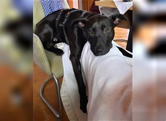 Zuhause gesucht! Hundemädel Brownie sucht eine erfahrene Familie mit Geduld