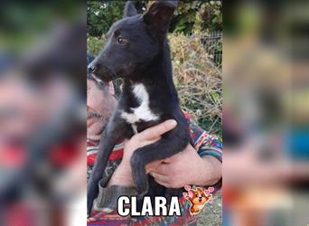 Welpe Clara möchte Rumänien ganz schnell verlassen