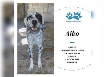 Aiko sucht sein zu Hause! ❤️