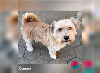 Camaro – Ängstliche Fellnase auf der Suche nach Vertrauen