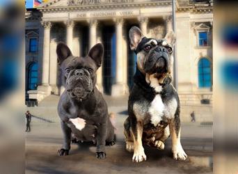 Französische Bulldogge Welpen Freiatmend mit Ahnentafel