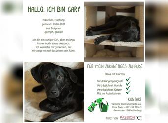 Welpe Gary lebt bei einer Pflegefamilie in Hessen