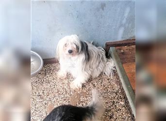 Hope, cinesischer Schopfhund im Tierheim