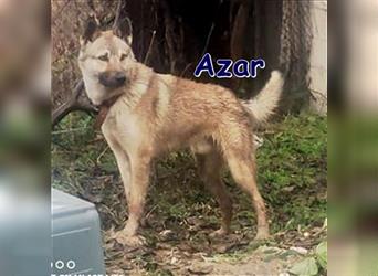 AZAR ❤ sucht dringend sein Für-Immer-Zuhause