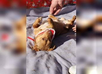 Oscar - ca. 1 Jahr alter Rüde -  kleiner Hund, großes Herz