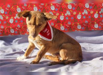 Oscar - ca. 1 Jahr alter Rüde -  kleiner Hund, großes Herz